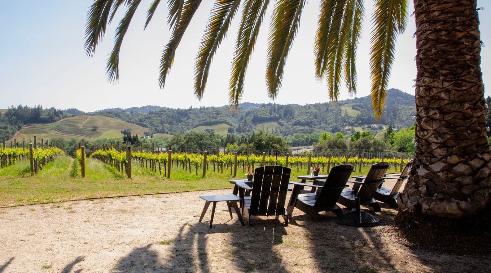 Scenic Vineyard Tours & Photography